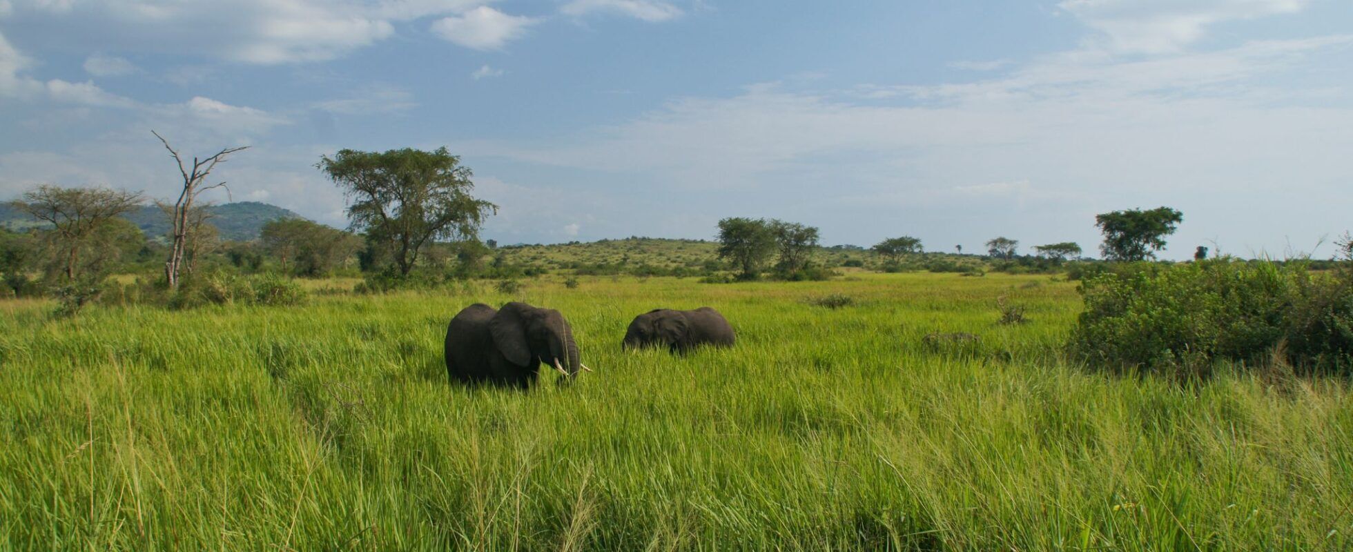 Parque nacional de la Reina Isabel en Uganda