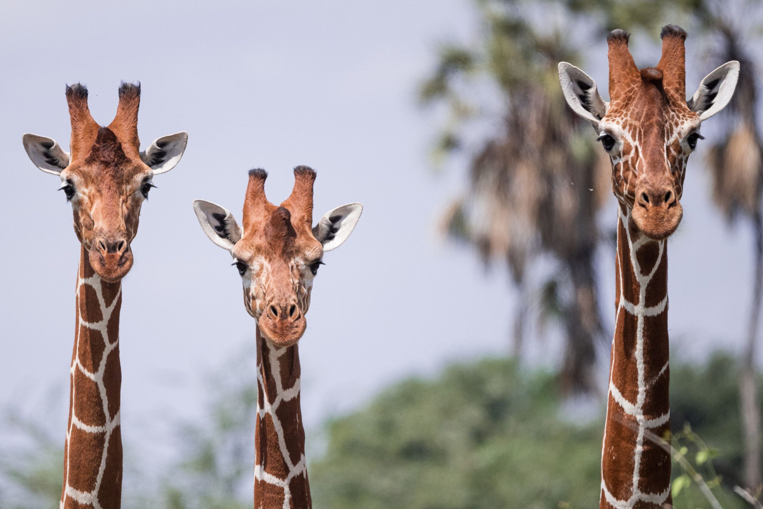 Samburu Reticulated Giraffe