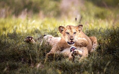 Leones jugando