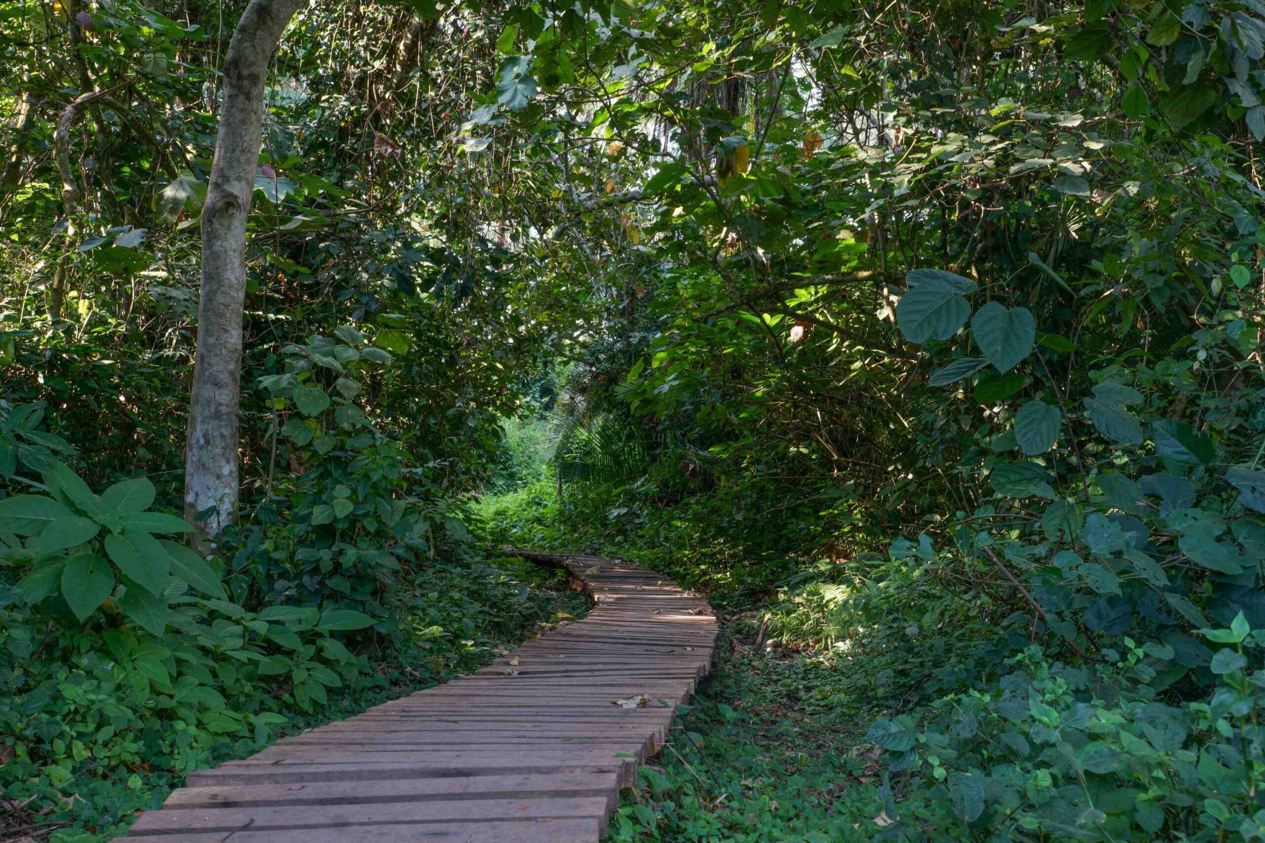 Paseo por el pantano del Santuario de los Humedales de Bigodi - Parque Nacional de Kibale