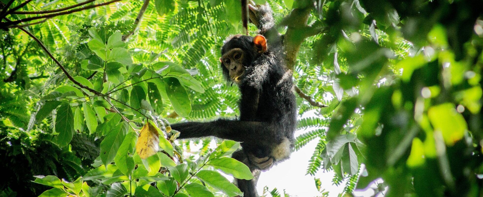 Chimpancé en el Parque Nacional de la Selva Impenetrable de Bwindi