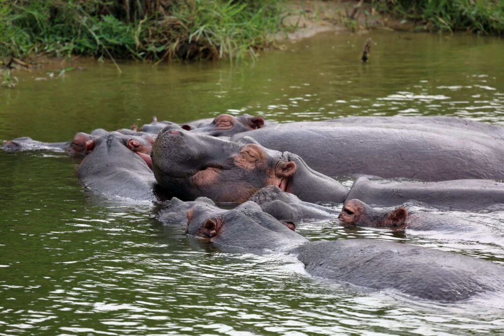 Hipopótamos descansando en un lago