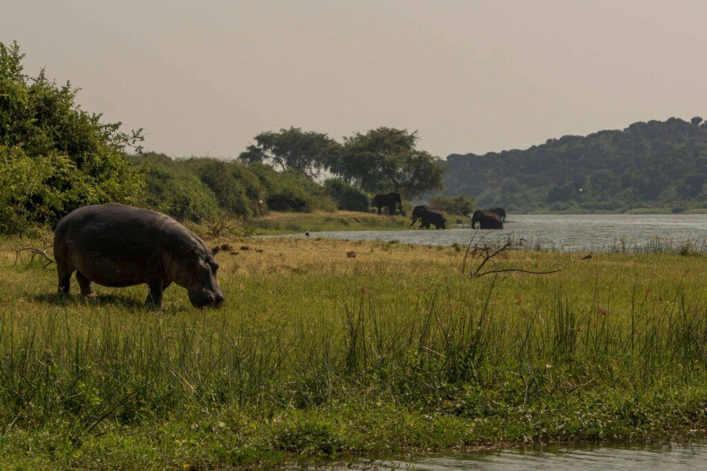 Hipopótamos y elefantes conviviendo en el mismo ecosistema