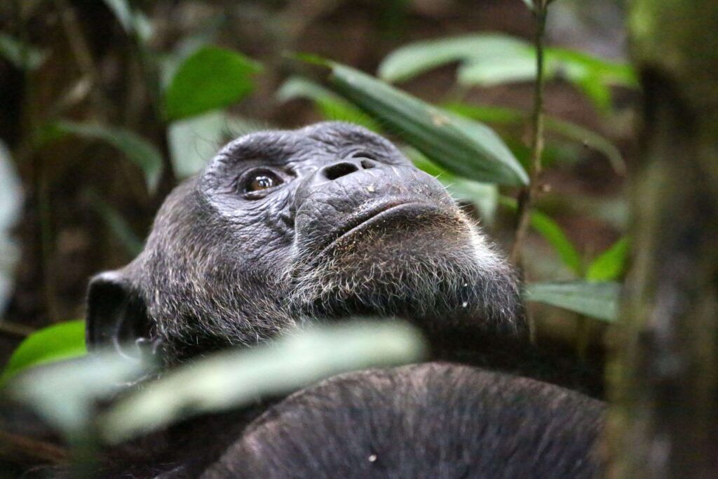 Chimpancé mirando entre las hojas de los árboles