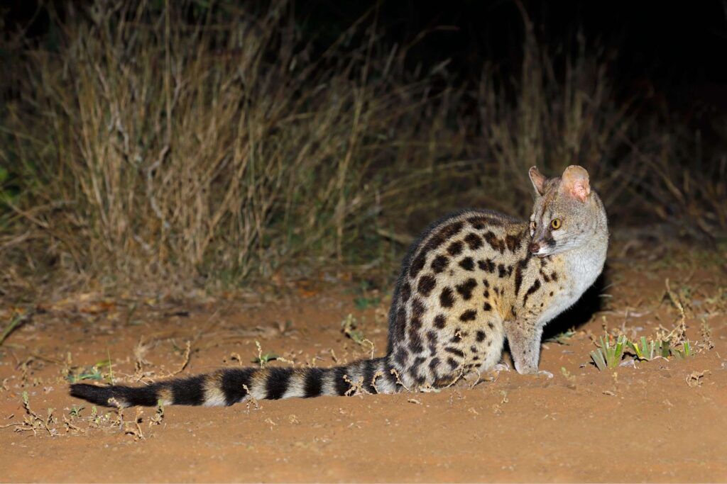 safari nocturno en el Lago Mburo