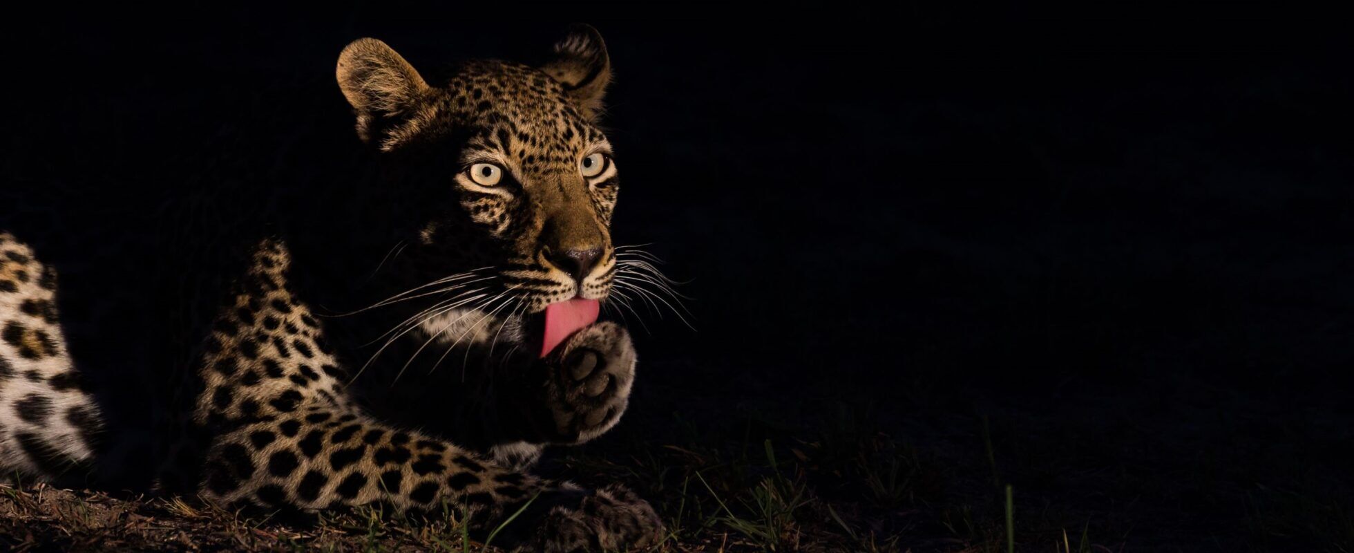 leopardo en Lago Mburo