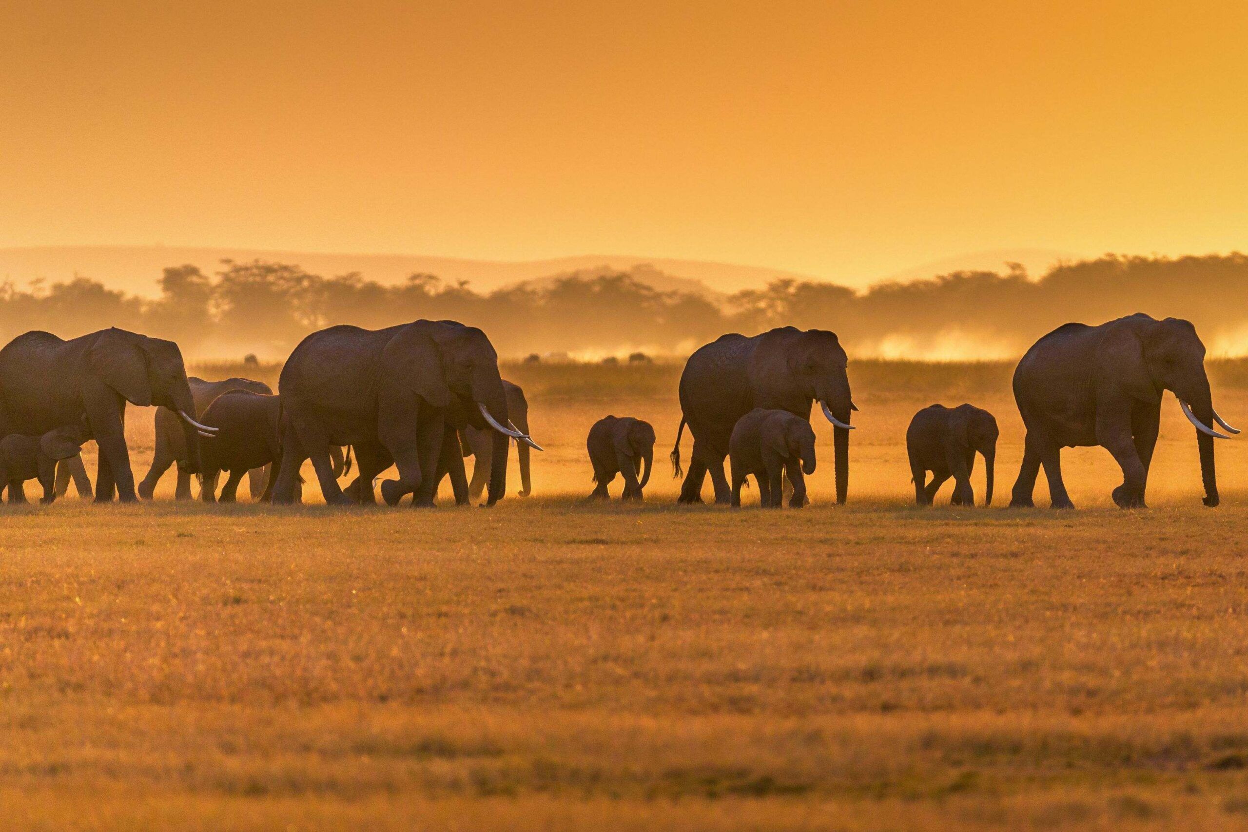 Aperitivo al atardecer en Tulia Amboseli