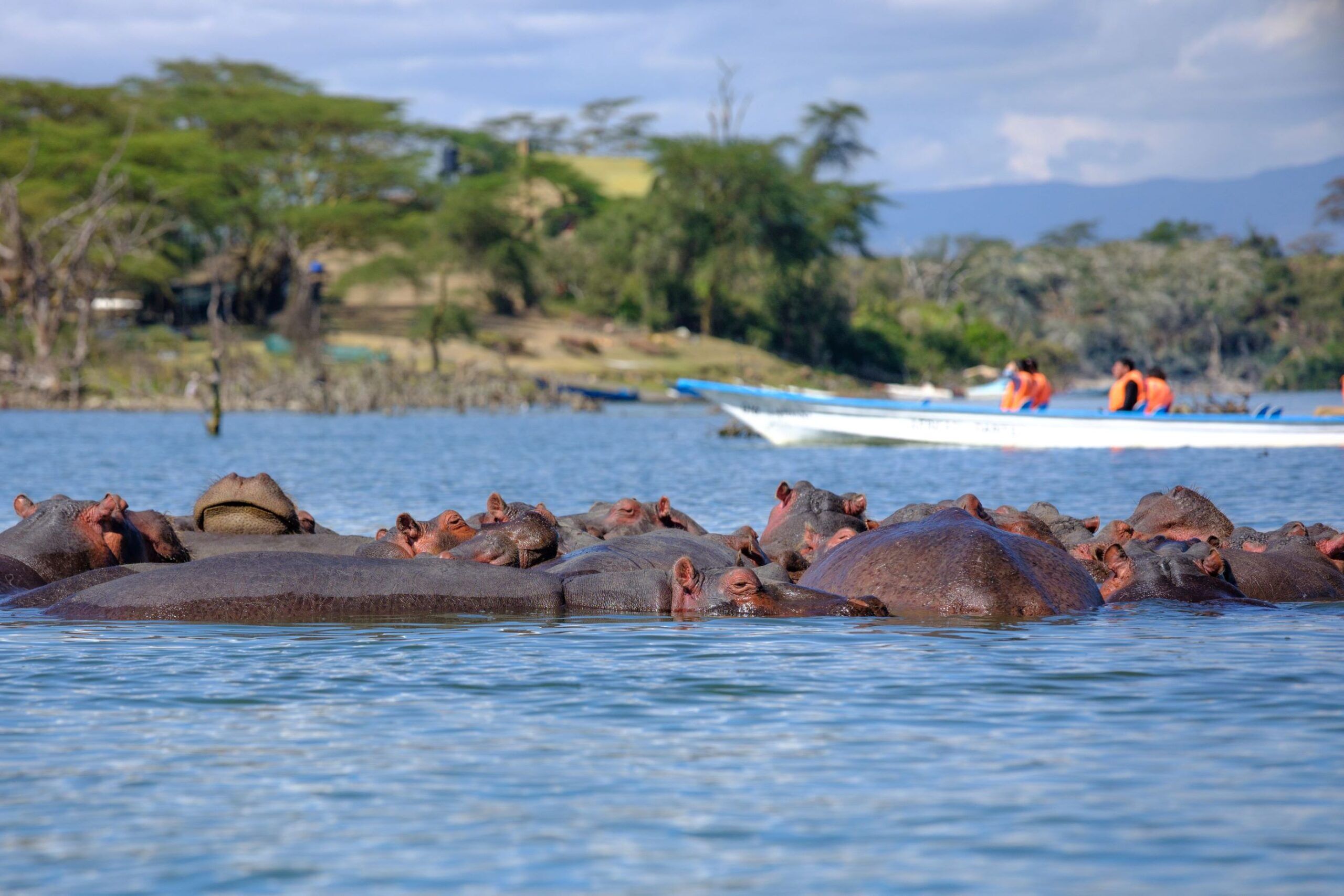 Paseo en bote por el lago Naivasha y safari a pie en la isla Crescent