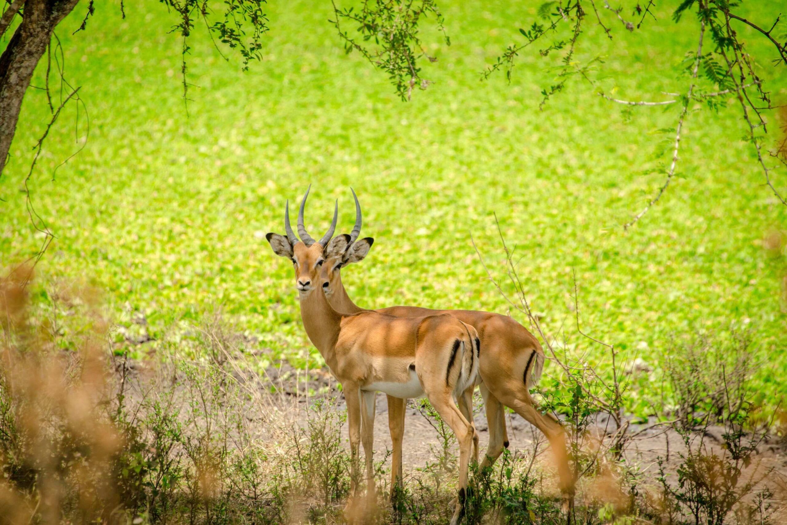 Safari en bicicleta en las afueras del Parque Nacional del Lago Mburo