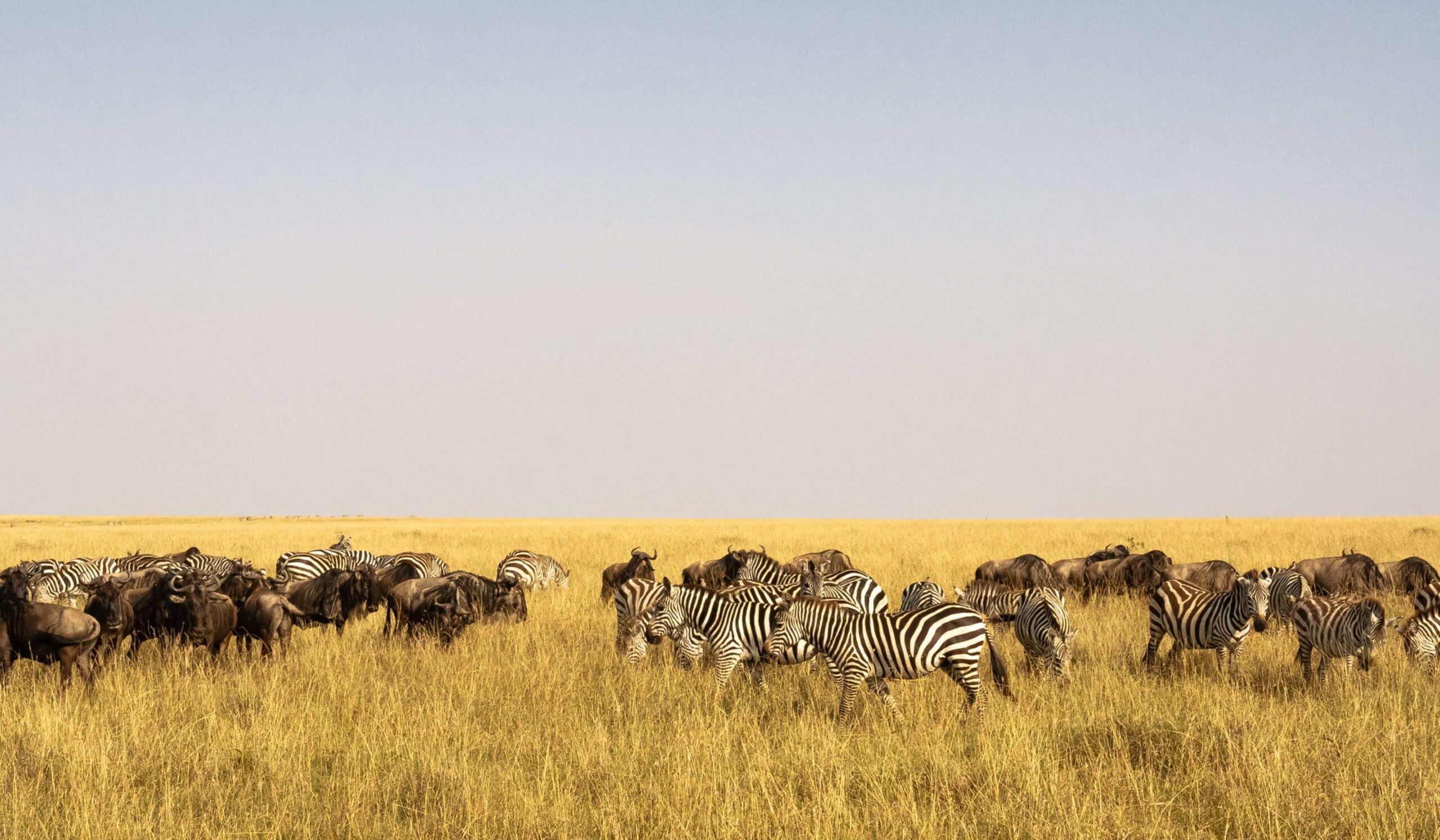 Reserva Nacional de Masai Mara