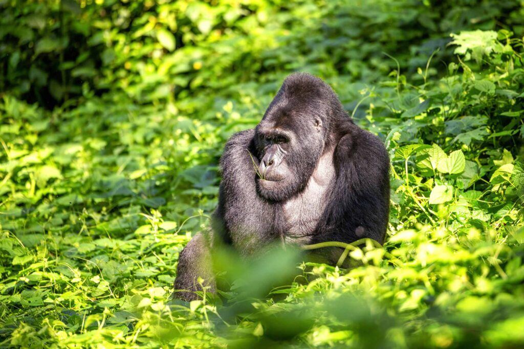Gorila de espalda plateada sentado en un entorno verde en Bwindi