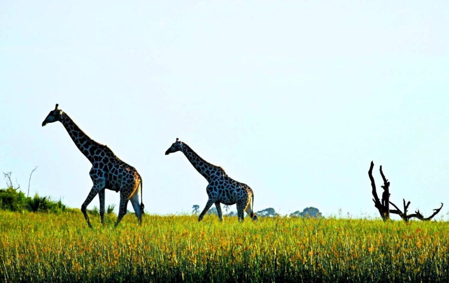 Jirafas cruzando por el Okavango