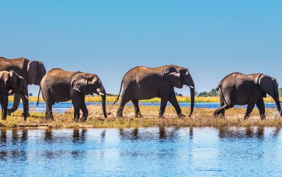 Elefantes caminando uno detrás de otro junto al río azul de Chobe