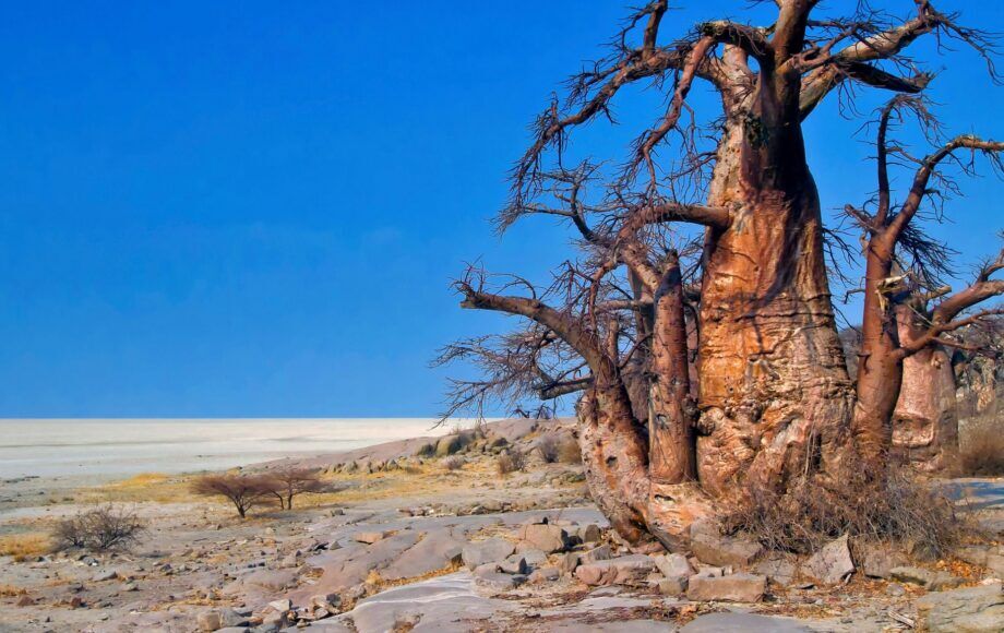 Árboles baobab en el Parque Nacional de Makgadikgadi
