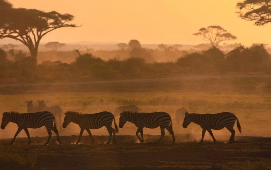 Las cebras caminan en fila por un camino polvoriento al atardecer