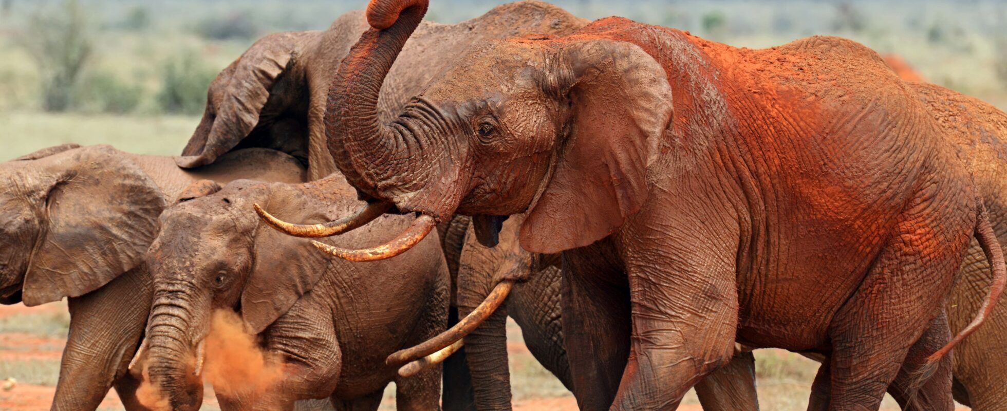 Una manada de elefantes cubierta de polvo rojo en el Parque Nacional Tsavo Este, Kenia