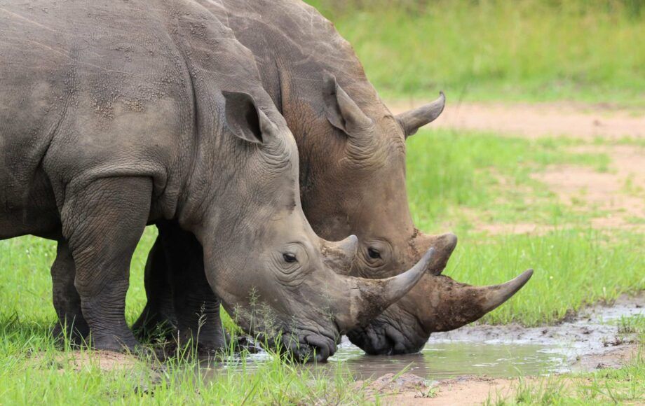 Rinocerontes en el Ziwa Rhino Sanctuary