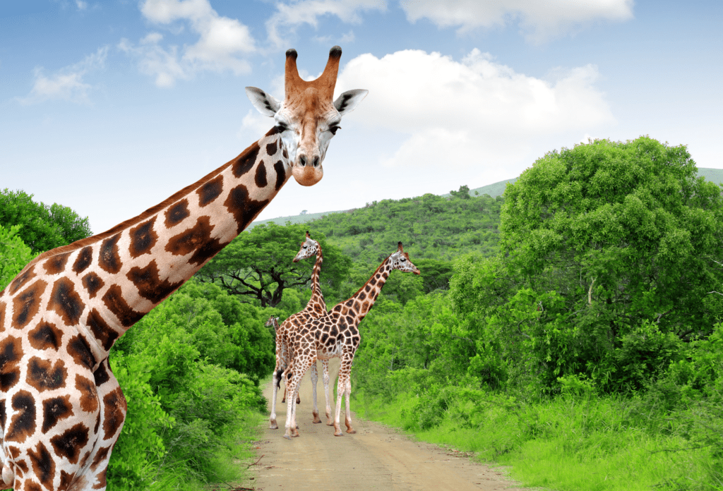 South-Africa_Kruger-National-Park_Giraffes
