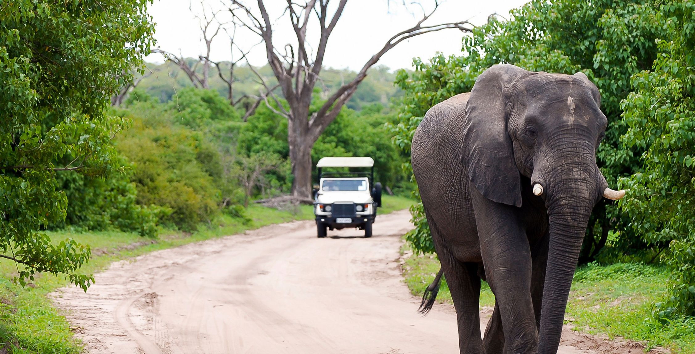 Conduzca desde Kasane hasta la ribera del río Chobe