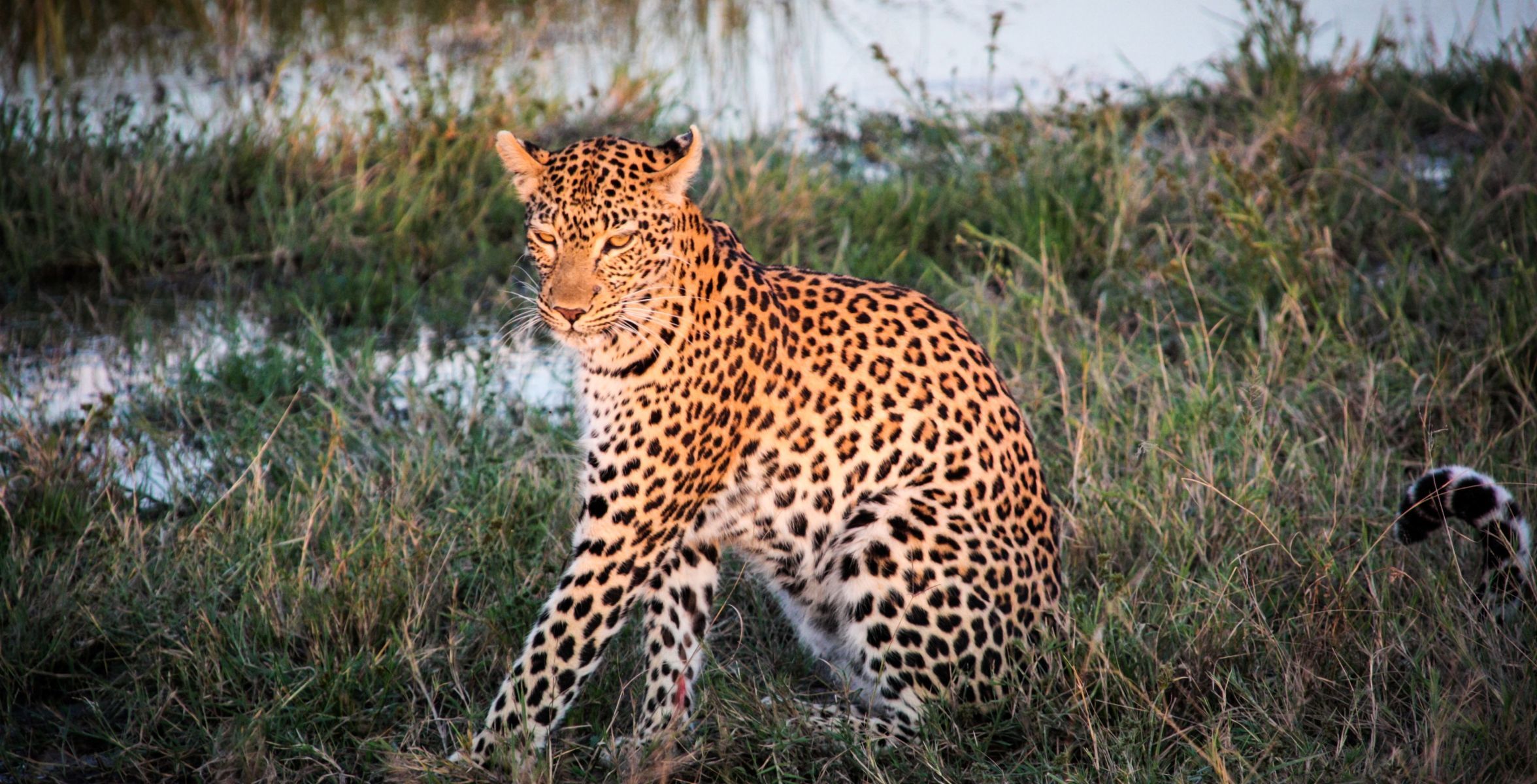 Marisma Savuti (Parque Nacional Chobe)