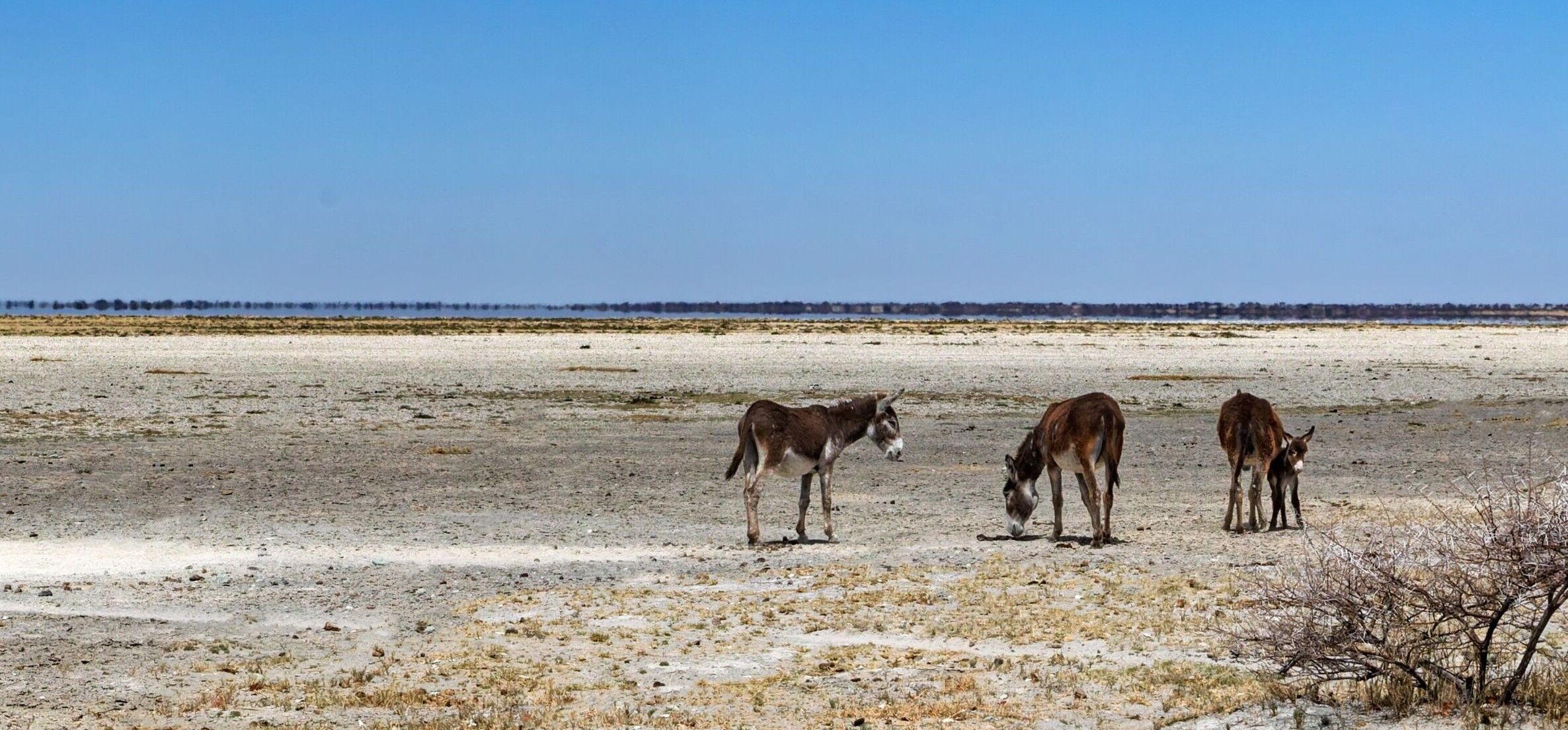 Parque Nacional de las Pans de Makgadikgadi