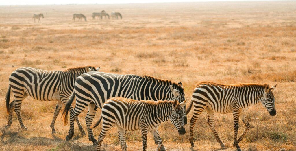 IM_BW_CNP_Zebra Chobe