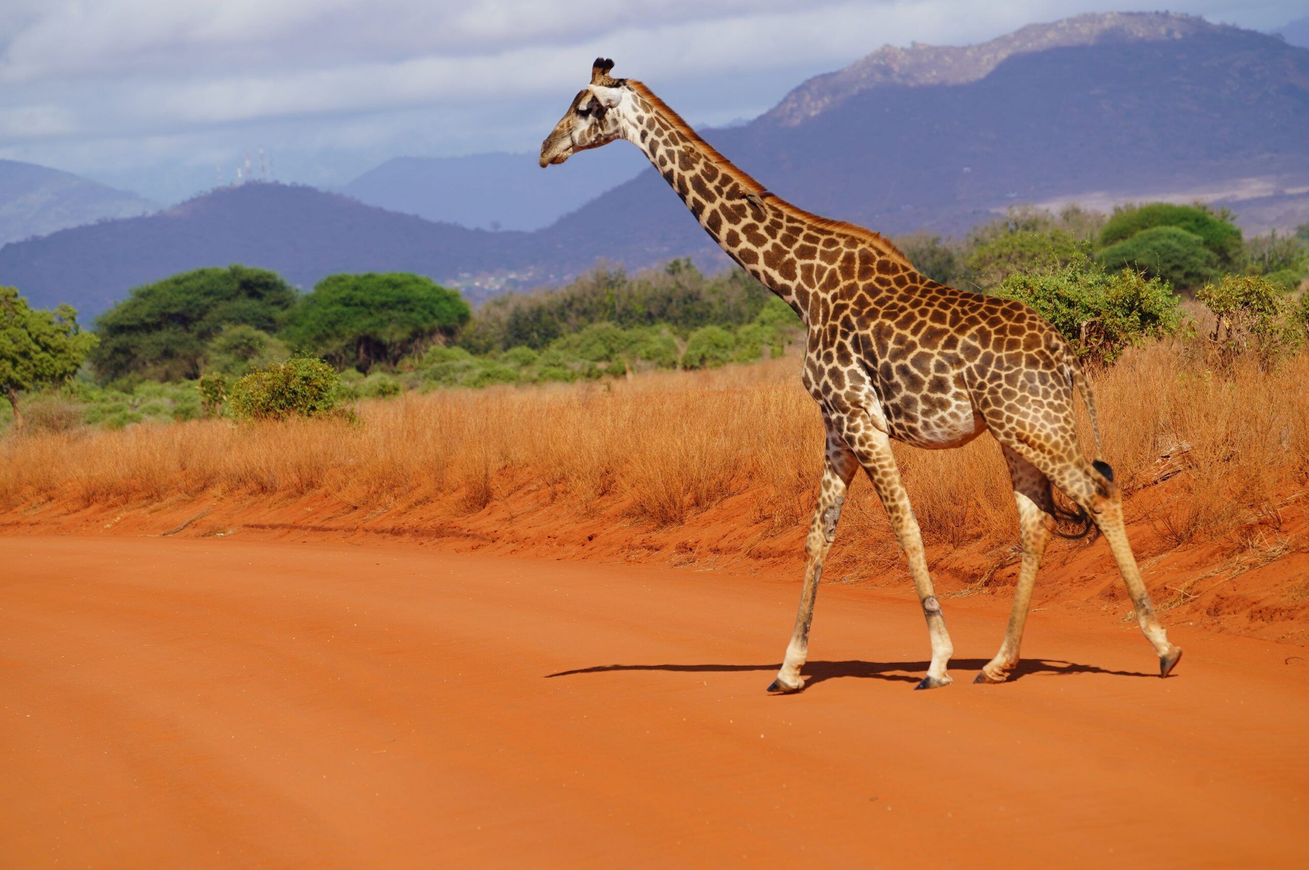 Trayecto desde el Parque Nacional Amboseli hasta el Parque Nacional Tsavo East