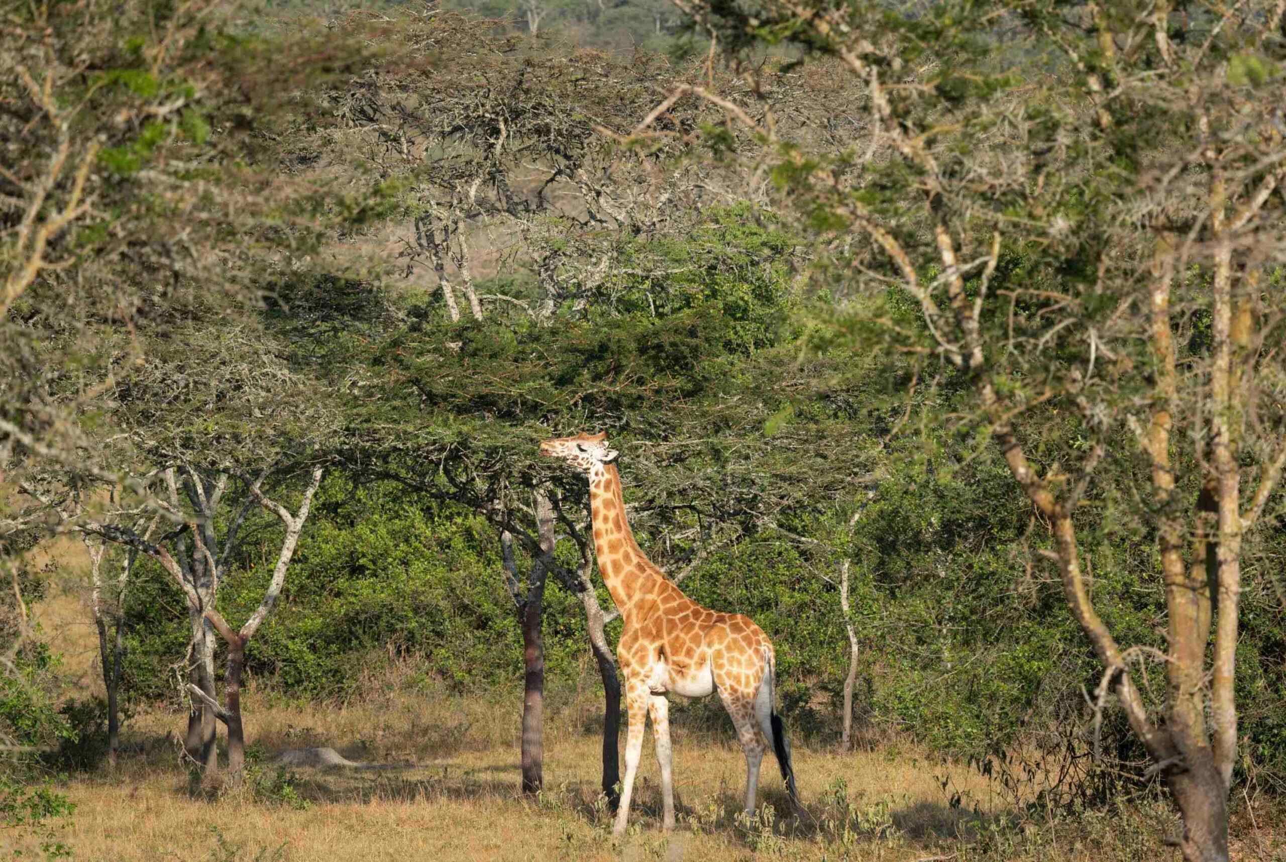 Safari en el Parque Nacional del Lago Mburo