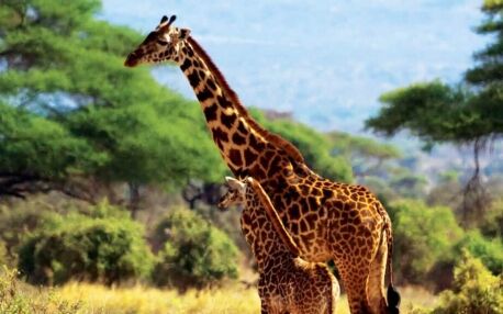 Jirafas en el Parque Nacional de Amboseli