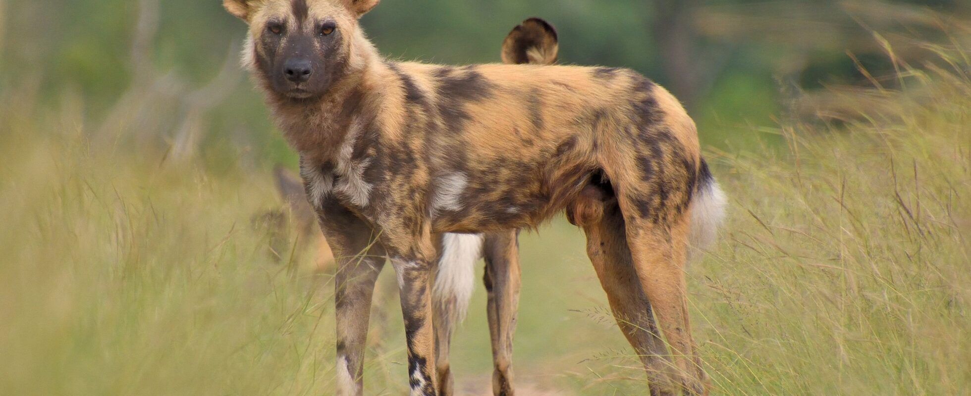 Perro salvaje africano en Parque Nacional de Aberdare