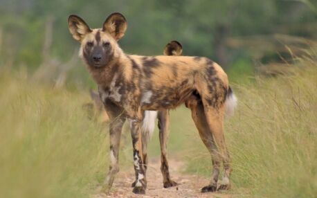 Perro salvaje africano en Parque Nacional de Aberdare