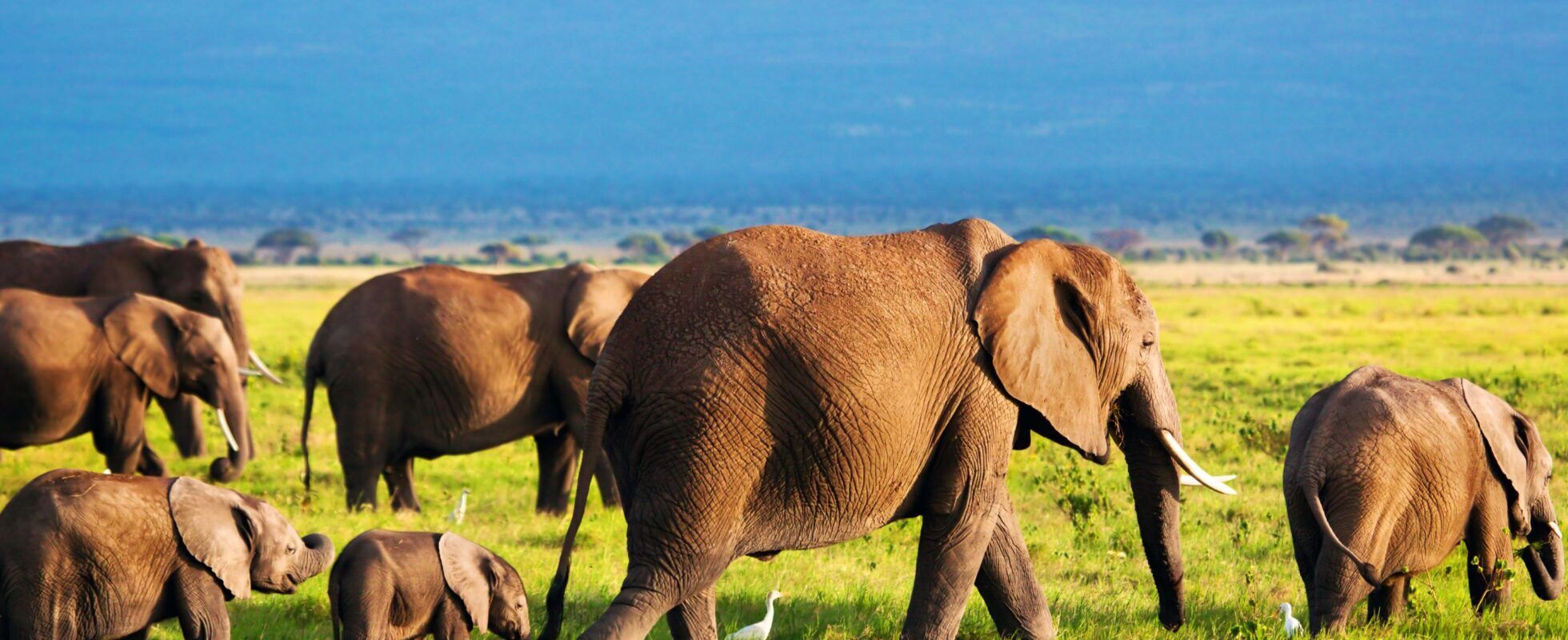 Manada de elefantes en el Parque Nacional de Amboseli