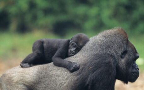 Gorilla mum and baby