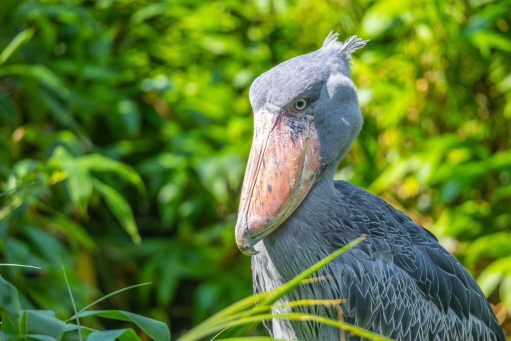 Uganda cuenta con una gran población de aves