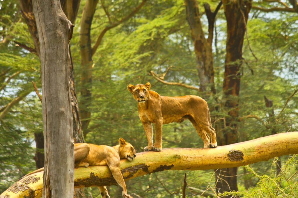 Dos leonas descansando sobre las ramas de un árbol