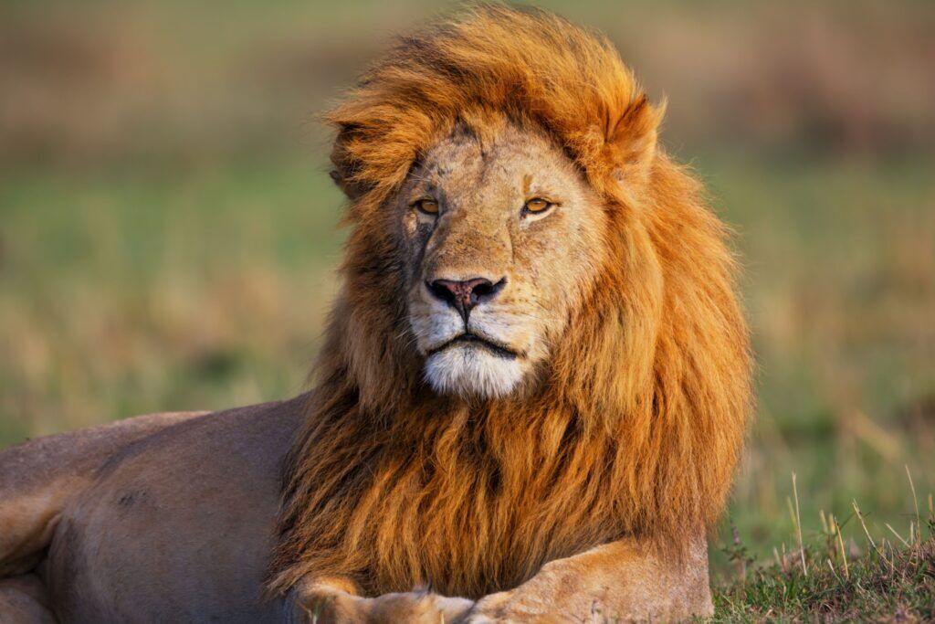 Leon en la Reserva Nacional de Masai Mara