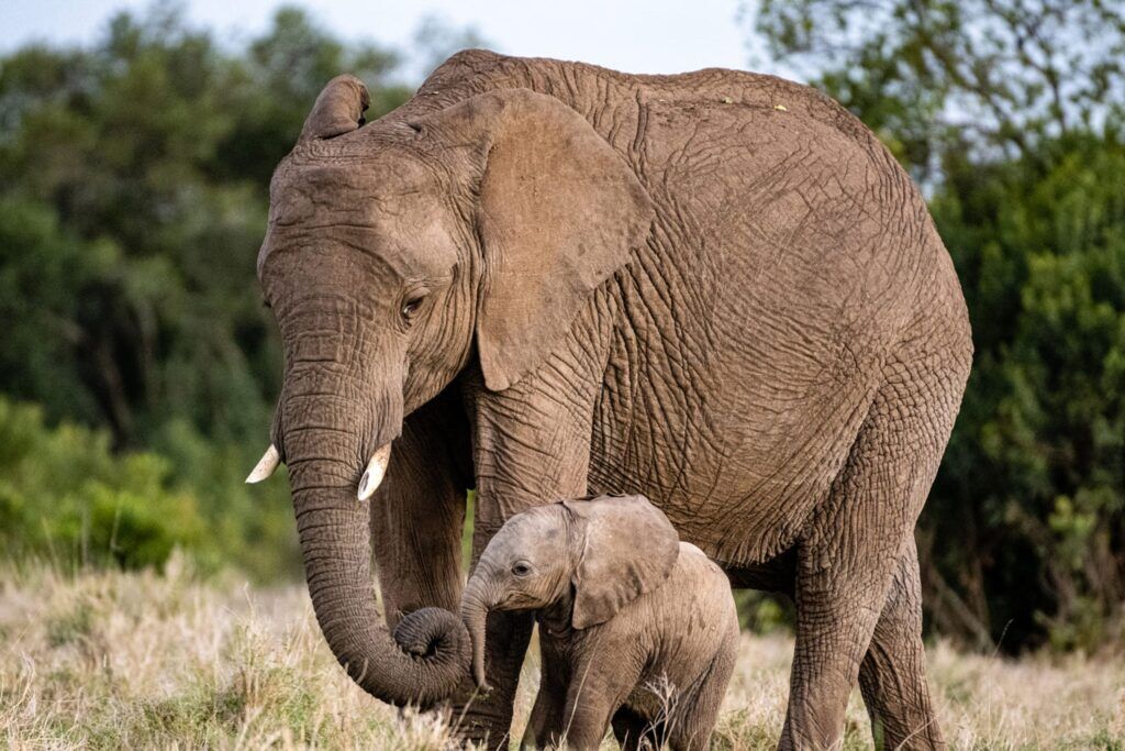 Elefante madre y su cría con árboles de fondo 