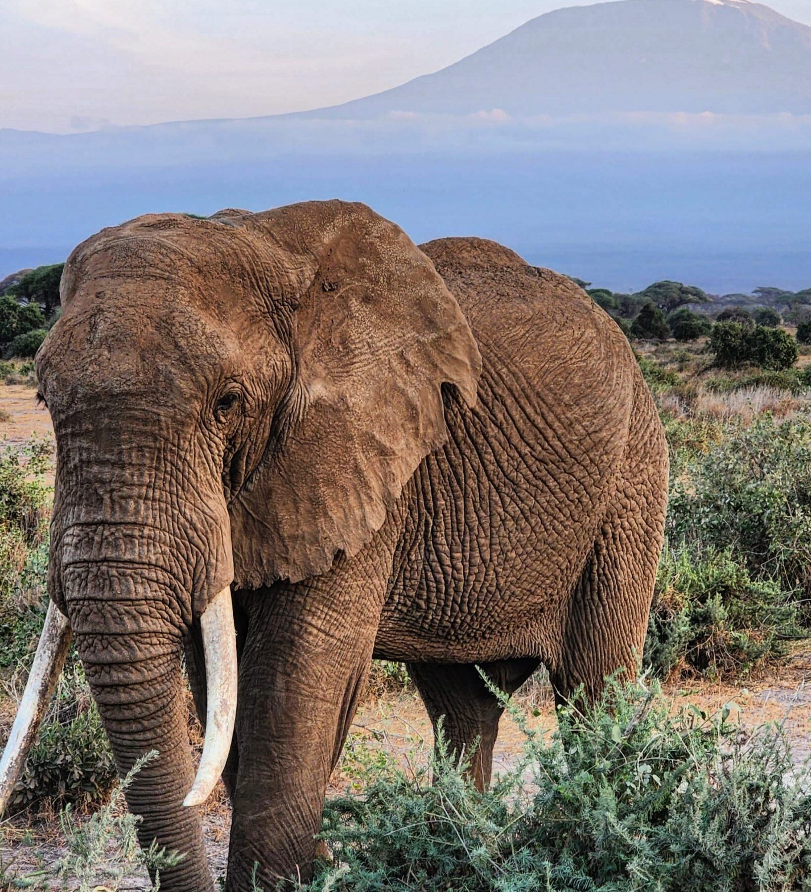 Elefante en Kenia