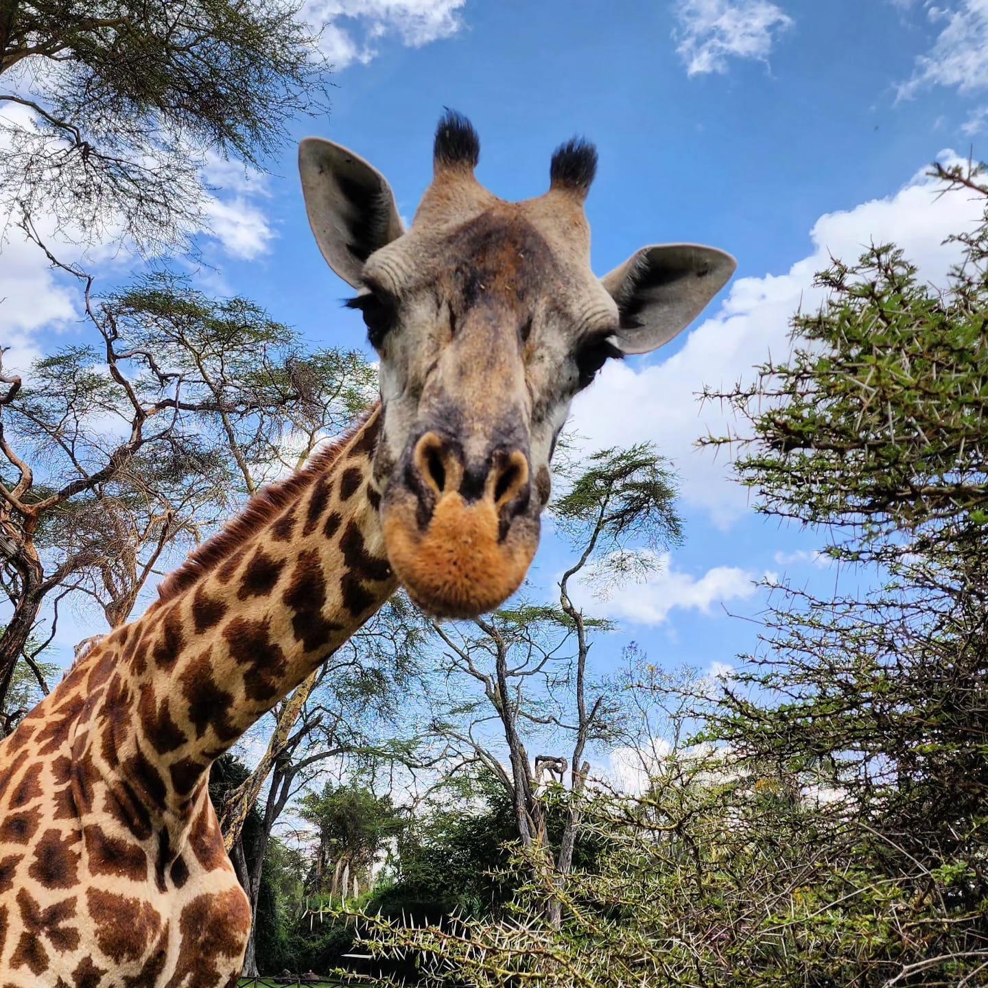 Jirafa en Kenia