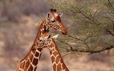 Jirafas en la Reserva nacional de Samburu