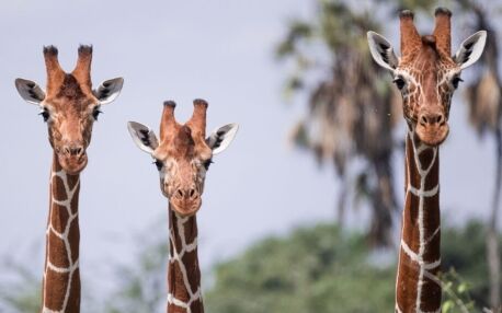 Jirafas de Samburu