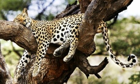 Leopardo descansando en el árbol