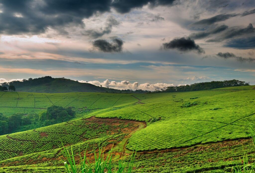 Paisaje verde entre montañas en Uganda