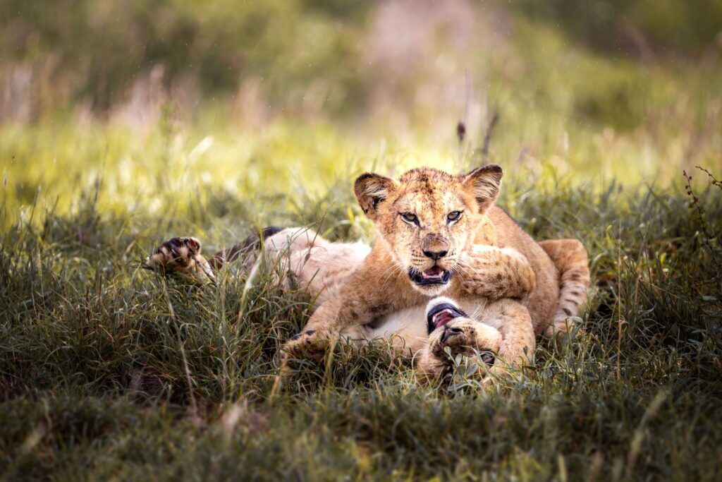 Leones jugando