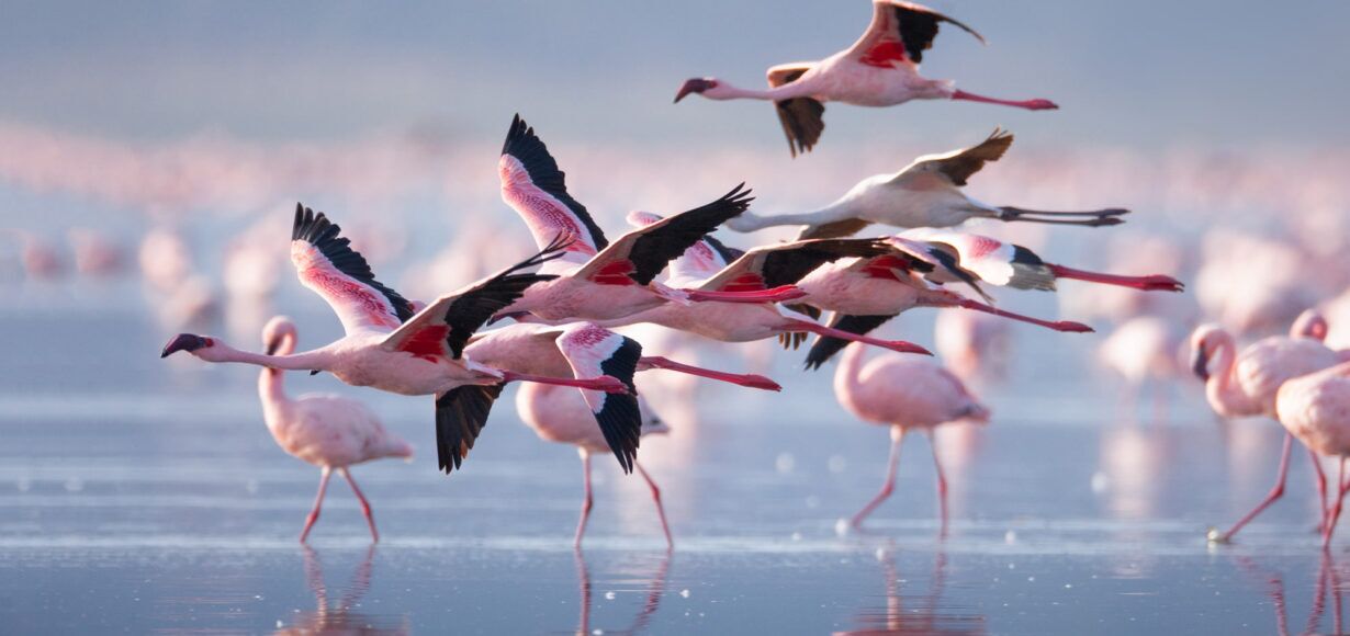 Lago Nakuru en Kenia