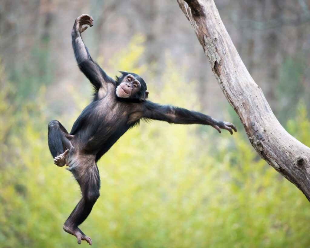 Chimpancé jugando en Uganda