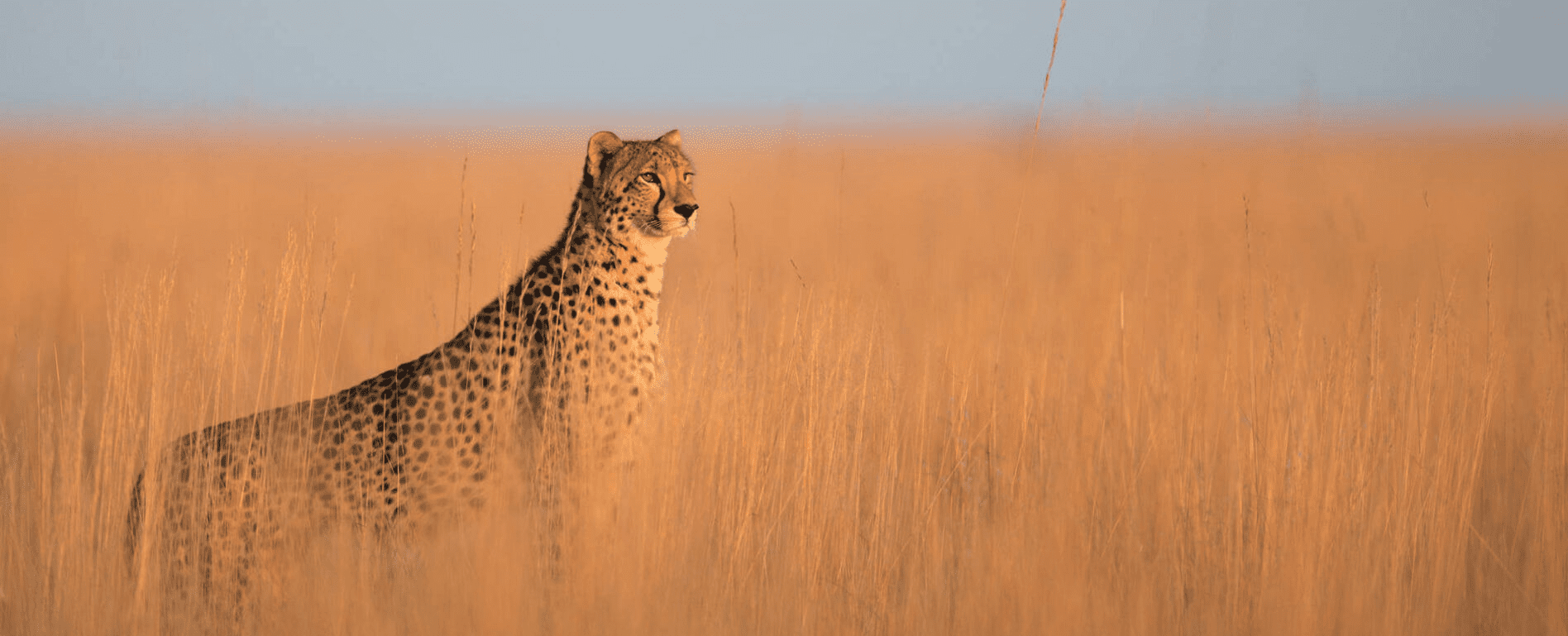 guepardo en Lumo Conservancy