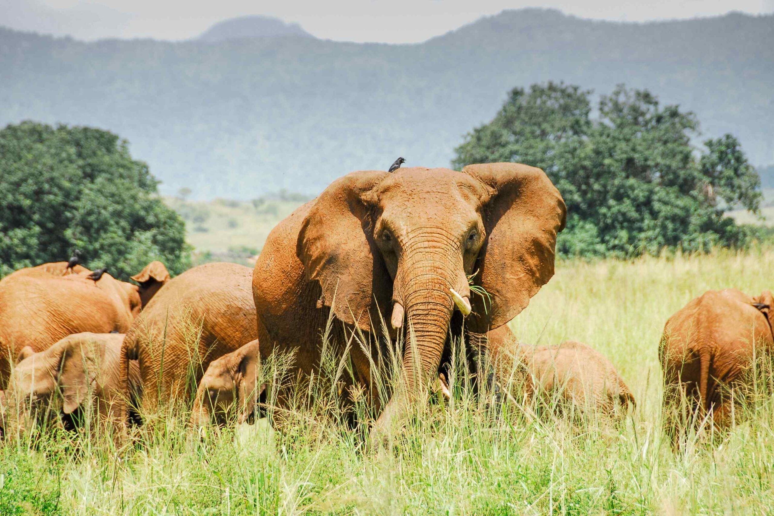 ¿POR QUÉ SAFARI AFRICANO?