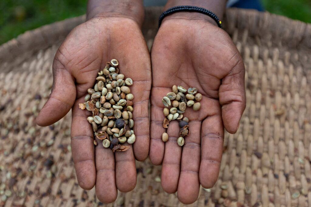 Granos de café en las cataratas Sipi