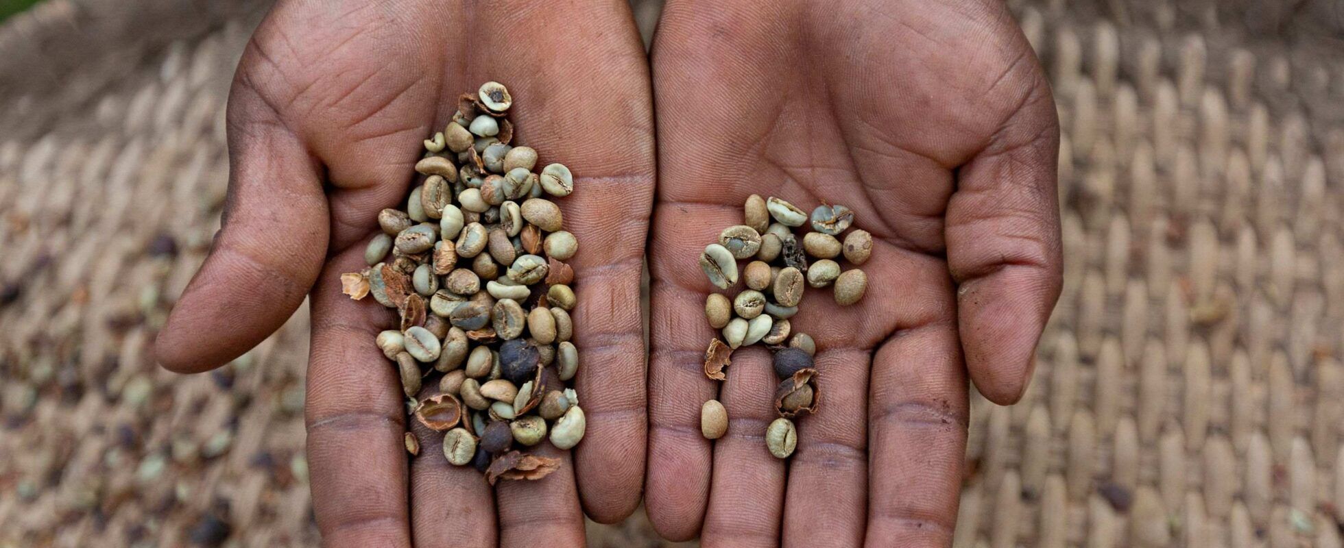 Granos de café en las cataratas Sipi